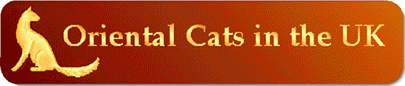 Oriental Cats in the UK